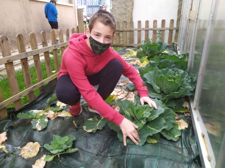 Comparando plantacións